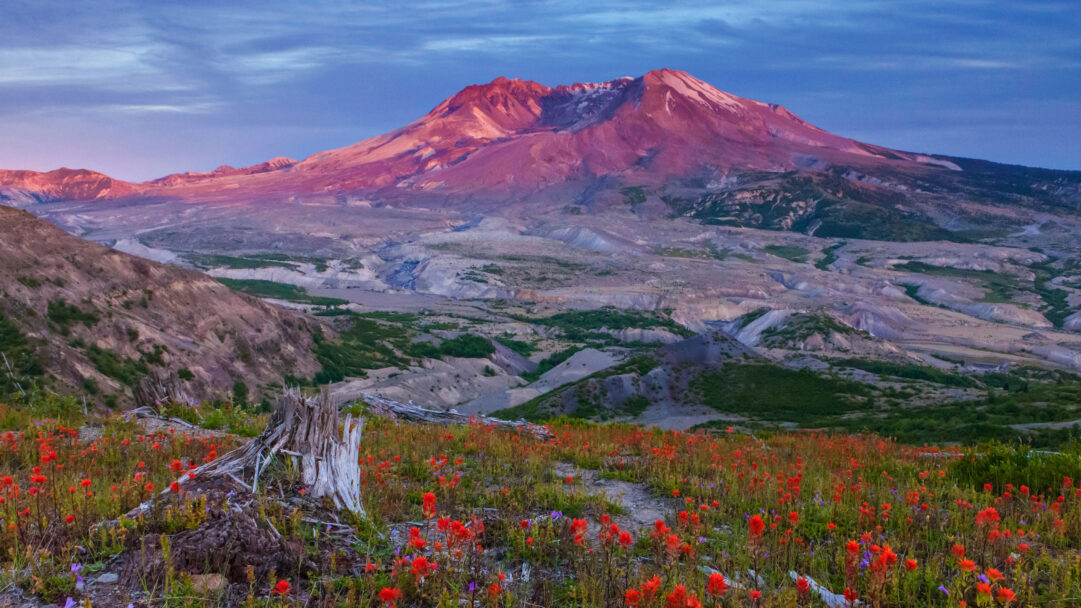 A breathtaking 4K wallpaper capturing Mount St. Helens at sunset, viewed from the Boundary Trail in Washington, with vibrant wildflowers in the foreground. The mountain's rugged slopes are bathed in a dramatic pink and red sunset glow against a serene twilight sky, while a field of fiery red-orange wildflowers dominates the immediate foreground.