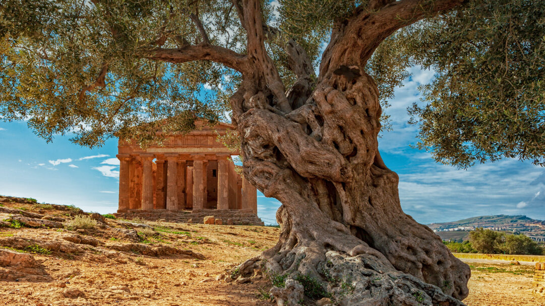 A timeless 4K wallpaper of an ancient, gnarled olive tree in the foreground, with the golden columns of the Temple of Concordia rising majestically in the background on the arid landscape of Sicily, Italy. The striking contrast between the tree's dark, twisted trunk and the temple's sunlit warmth evokes a sense of enduring history under a clear, azure sky.