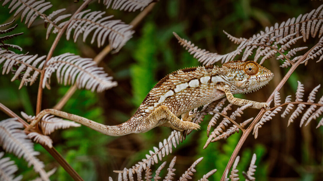 A richly textured 4K wallpaper showcasing a Panther Chameleon perched on a fern branch within Amber Mountain National Park, Madagascar. The chameleon’s textured brown and white scales provide remarkable camouflage against the dry fern fronds, with its prominent golden eye keenly observing the soft, blurred green forest in the background.