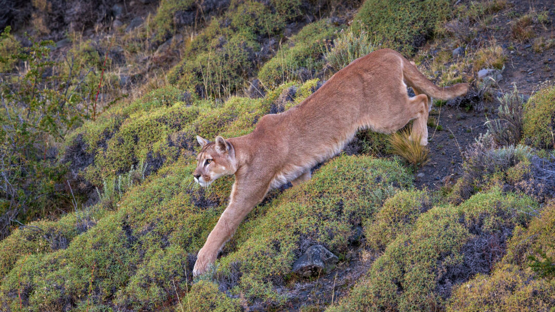 A thrilling 4K wallpaper presents a powerful puma meticulously stalking across a rocky, vegetated slope within Torres del Paine National Park, Patagonia, Chile. Its supple, tawny body is perfectly camouflaged against the sun-drenched greens and browns of the sparse Patagonian scrub, conveying a palpable sense of stealth and focused predation.
