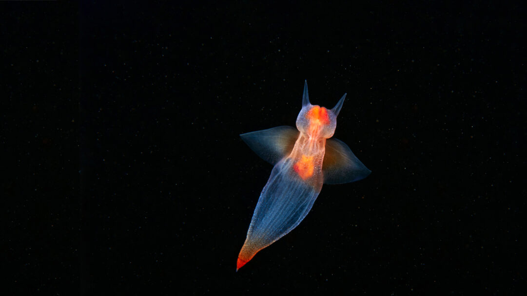 An ethereal 4K wallpaper presents a translucent Sea Angel, Clione limacina, gracefully suspended in the dark, vast underwater environment. Its delicate, wing-like fins and glowing orange internal organs create a stark, beautiful contrast against the abyssal blackness, evoking a sense of fragile wonder.