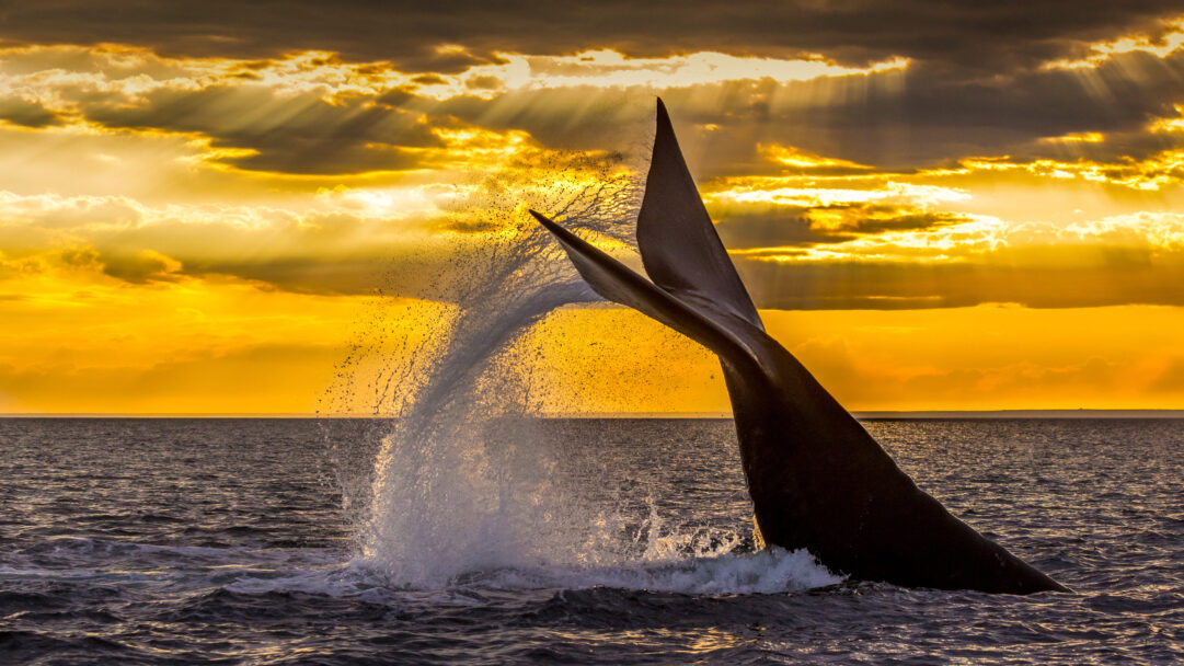 A captivating 4K wallpaper showcasing a Southern Right Whale diving at sunset in Golfo Nuevo, Valdes Peninsula, Argentina. Its powerful tail flukes dramatically breach the dark ocean surface, silhouetted against a radiant golden sky while creating an exhilarating explosion of sun-kissed water spray.