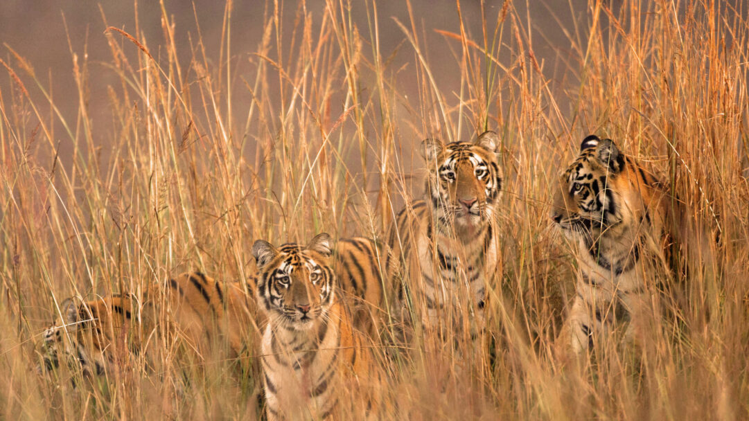 A majestic 4K wallpaper featuring several tigresses of Telia Lake partially hidden within tall, golden-brown grass in India's Tadoba Andhari Tiger Reserve. Their piercing eyes gaze directly forward, masterfully camouflaged by the sun-drenched blades, creating an intense and watchful atmosphere.