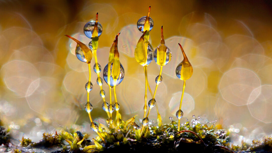 An enchanting 4K wallpaper capturing a macro view of Wall Screw-moss adorned with numerous spherical water droplets in the Netherlands. Each delicate droplet glistens, acting as a tiny lens that reflects a warm, golden bokeh background, creating a mesmerizing interplay of light and texture.