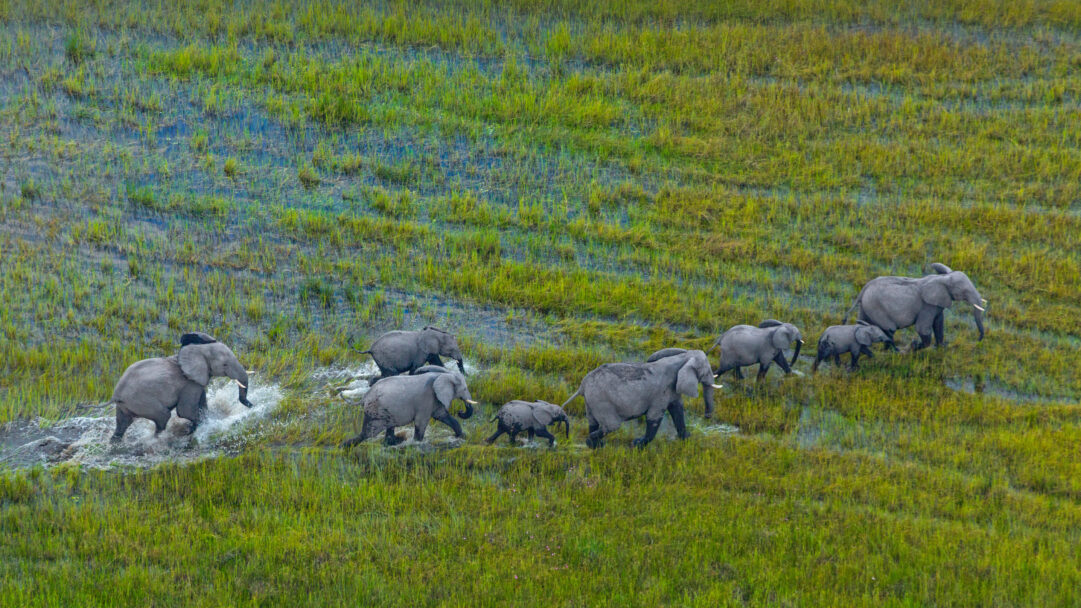 An expansive 4K wallpaper revealing an African Bush Elephant herd walking through the vibrant Okavango Delta Wetland. Their steady progress through the shallow, glistening water creates dynamic splashes against the rich green vegetation, highlighting the raw beauty of this wetland ecosystem.