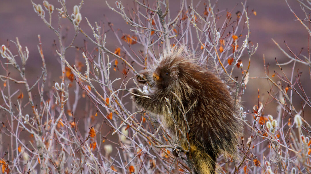 A captivating 4K wallpaper presents an Alaskan Porcupine nestled amongst the bare branches of a willow tree. Its dense, protective quills are prominently displayed as it delicately nibbles on a fuzzy willow bud, framed by the subtle warmth of the surrounding sparse branches.
