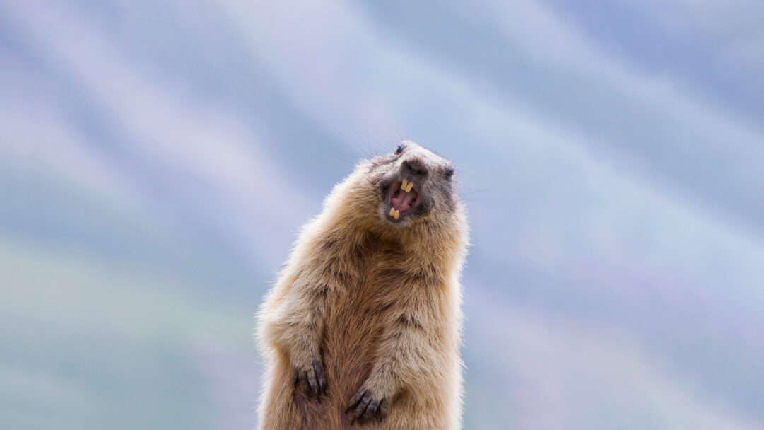 A striking 4K wallpaper features an Alpine Marmot showing its prominent teeth while standing in Hohe Tauern National Park, Austria. Its mouth is wide open, prominently displaying large yellow incisors against a soft, blurred background of blue and purple mountain hues, creating an alert and expressive mood.