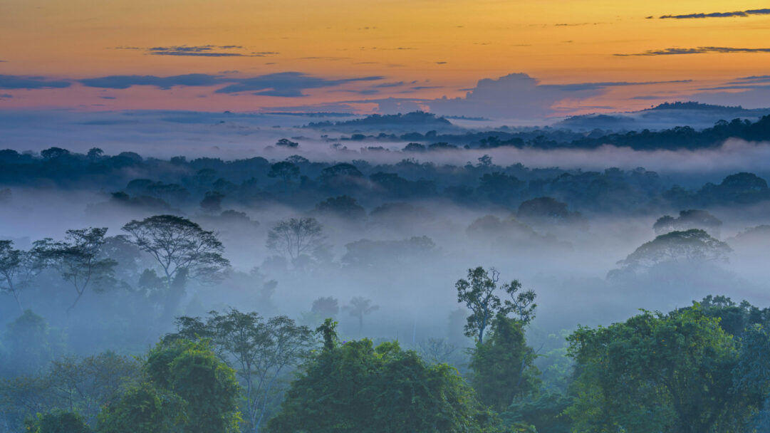 A serene 4K wallpaper showcasing the vast Amazon Rainforest near Alta Floresta, shrouded in a thick morning fog. The rising sun casts warm golden and pink hues across the upper sky, contrasting dramatically with the cool, deep blue and misty layers of the ancient forest below.