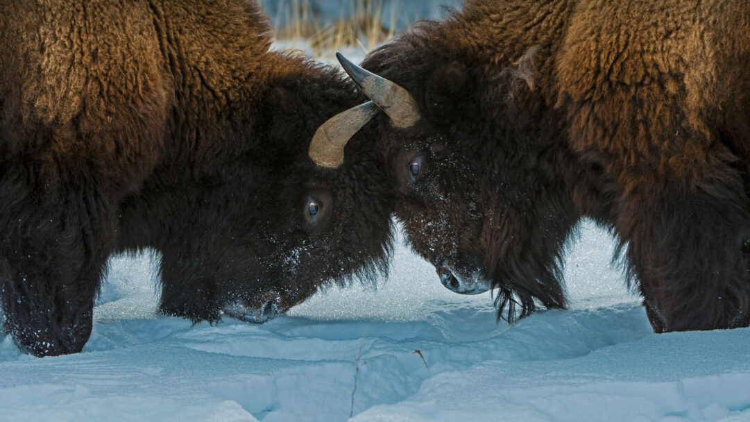 A powerful 4K wallpaper featuring two American Bison standing head-to-head in the deep snows of Yellowstone National Park. Their rugged, frost-dusted dark fur stands out against the brilliant blue-white snow, emphasizing the raw power and stoicism in their close, silent interaction.