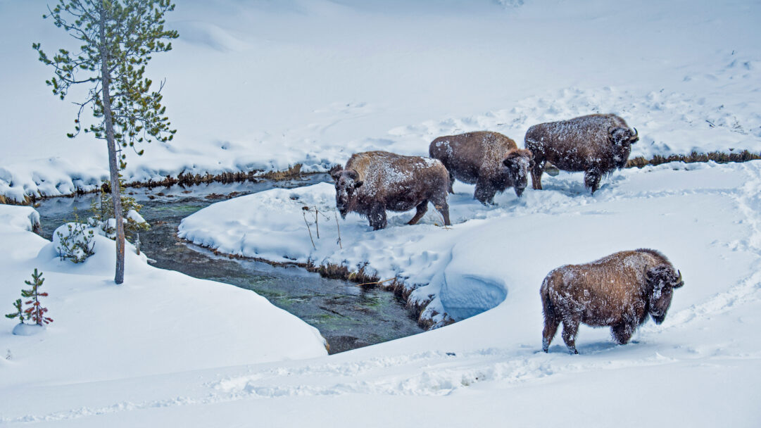 A majestic 4K wallpaper capturing an American Bison herd navigating deep snow alongside a winding stream in Yellowstone National Park, Wyoming. The powerful bison, dusted with fresh snow, create a striking contrast against the pristine white landscape and the dark, flowing water of the stream, evoking the harsh yet beautiful wilderness.