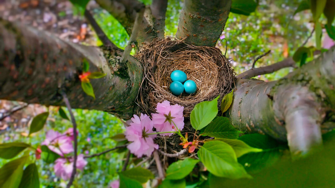 A captivating 4K wallpaper showcasing three vibrant American Robin blue eggs, carefully placed within a rustic nest supported by tree branches in a New Jersey spring. The eggs' brilliant turquoise stands out vividly against the earthy brown nest and soft green and pink foliage, creating a serene and hopeful natural scene.