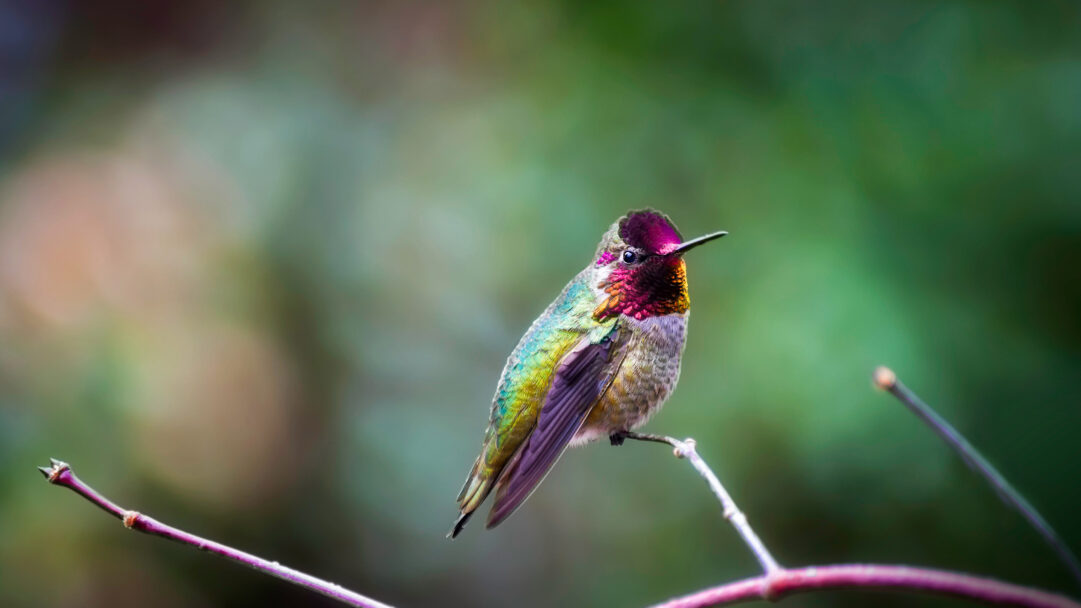 A captivating 4K wallpaper presenting an Anna's Hummingbird perched gracefully on a slender, reddish-purple branch against a softly blurred natural background. Its shimmering magenta head and throat feathers brilliantly contrast with its iridescent green body and the muted, earthy tones of its surroundings, creating a serene and colorful portrait.