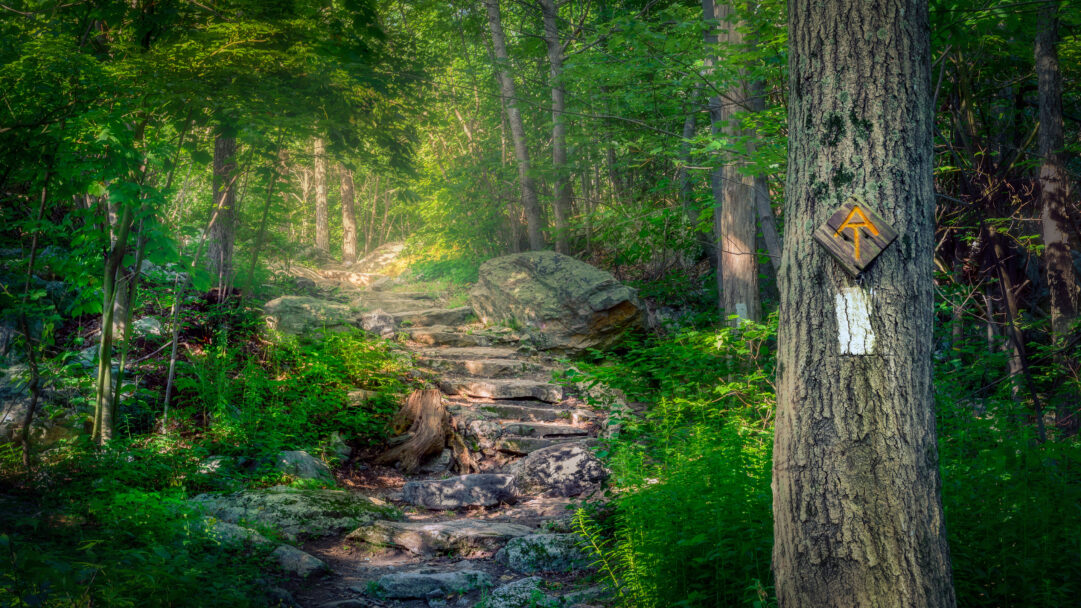 A picturesque 4K wallpaper of the Appalachian Trail's stone steps winding through Stokes State Forest in New Jersey. Sunlight filters through the dense, vibrant green forest canopy, casting a warm, dappled glow on the winding stone path and a distinct trail marker on a tree, evoking a sense of tranquil exploration.