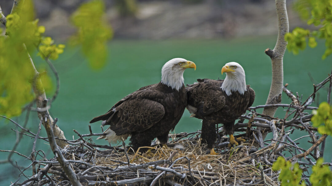 A powerful 4K wallpaper captures a majestic bald eagle pair with their fluffy chick nestled securely in a large stick nest overlooking the serene Yukon River. The intense gazes of the adult eagles convey protective vigilance, set against the striking turquoise-green water and framed by soft, blurred lime-green foliage.