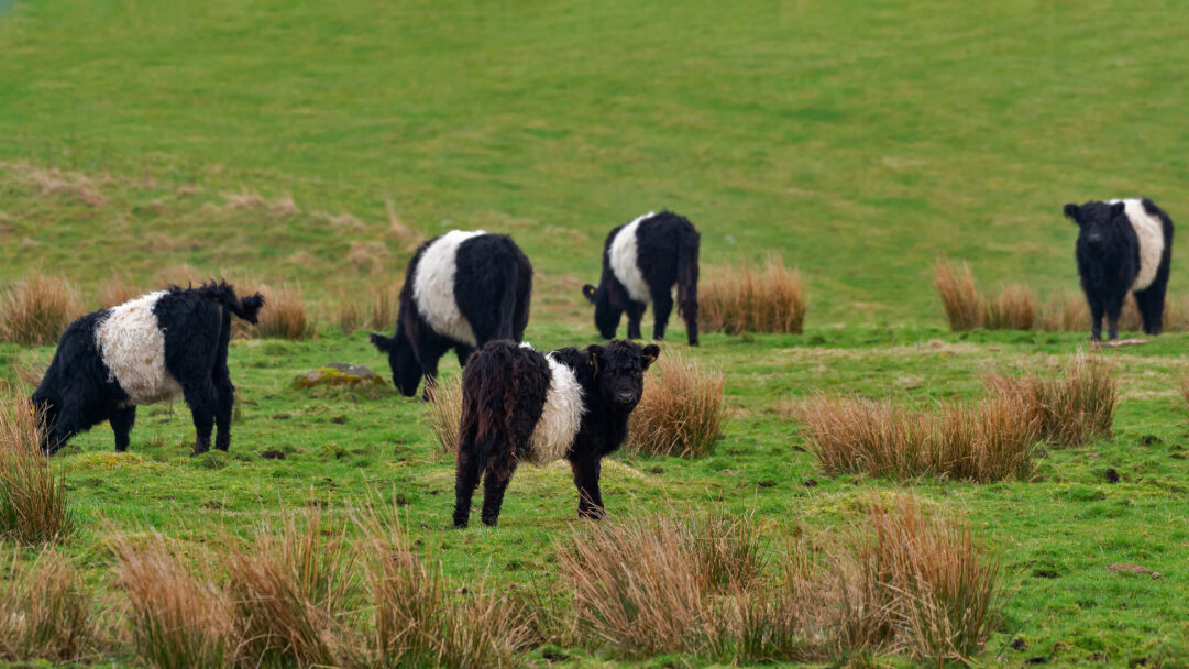 A captivating 4K wallpaper showcases Belted Galloway cows peacefully grazing in a lush, expansive green Scottish field. Their iconic black and white belted coats create a striking contrast against the vibrant emerald grass and scattered patches of golden brown moorland plants, enhancing the tranquil rural scene.