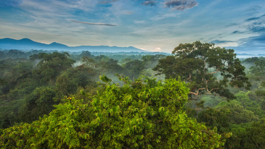A majestic 4K wallpaper showcases a Black-mandibled Toucan perched within the expansive, mist-shrouded rainforest canopy of La Selva Biological Station in Costa Rica. The varying shades of lush green foliage stretch to the distant mountains, veiled in atmospheric mist under a dramatic, cloud-streaked sky, conveying a sense of untamed natural beauty.