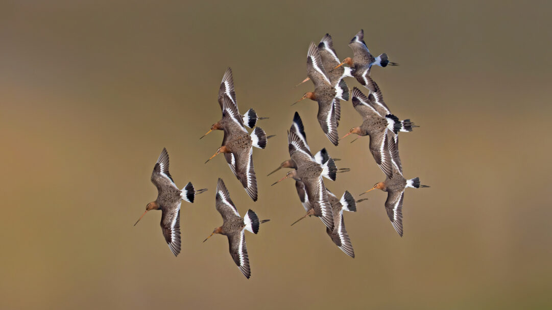 A dynamic 4K wallpaper showcasing a flock of Black-tailed Godwits in full flight over the Netherlands. The warm, earthy tones of the blurred background beautifully emphasize the crisp details of their outstretched wings and distinctive tail markings, highlighting their synchronized movement.