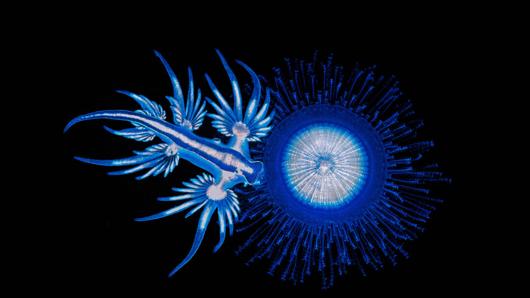 A mesmerizing 4K wallpaper presents a vibrant blue sea swallow nudibranch feeding on a shimmering blue button jellyfish in the deep blue waters off Coffs Harbour. The vivid electric blue and white bioluminescence of both creatures intensely glows against the pitch-black background, creating a dramatic and otherworldly scene.