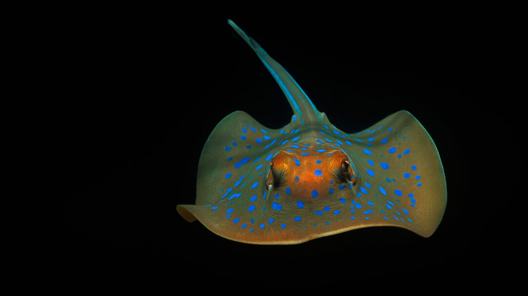 A mesmerizing 4K wallpaper of a Bluespotted Ribbontail Ray swimming gracefully in the dark waters off Perth, Australia. Its striking pattern of electric blue spots vividly contrasts against its warm, earthy body, creating a vibrant focal point within the deep, dark aquatic environment.