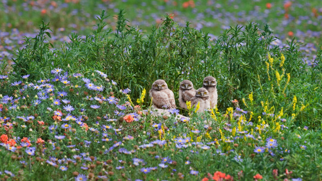 An enchanting 4K wallpaper capturing four adorable Burrowing Owl chicks gazing intently from a vibrant field of wildflowers. Their curious yellow eyes stand out against the fluffy, camouflaged feathers and the rich tapestry of purple, orange, and yellow blooms, creating a tender, observant mood.