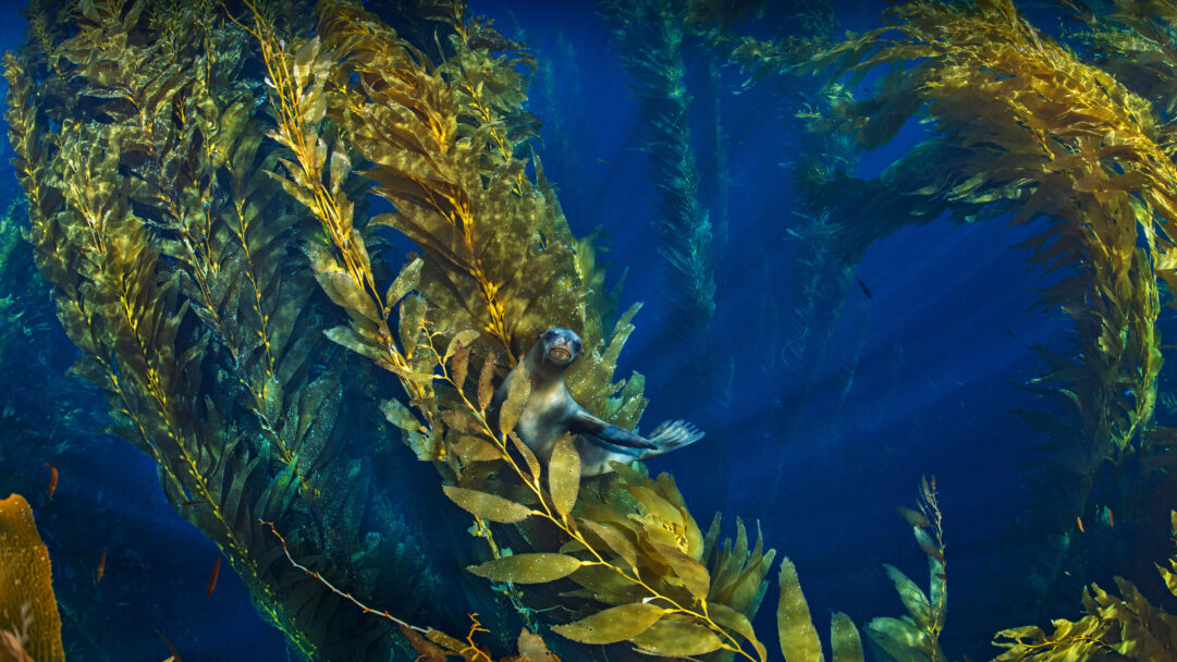An immersive 4K wallpaper capturing a California Sea Lion peeking out from a dense underwater Giant Kelp Forest. Sunlight streams down, illuminating the golden-green kelp fronds against the deep blue water, while the sea lion's inquisitive gaze adds a touch of playful mystery.