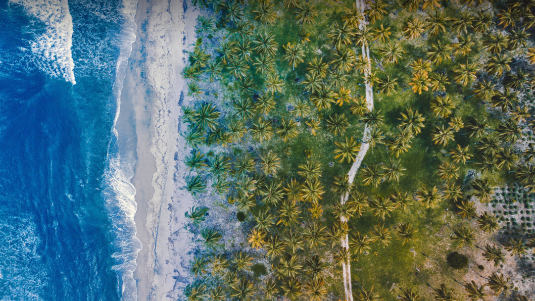 A captivating 4K wallpaper showcases an aerial view of the Caribbean Coast in Tayrona, Colombia, where a vast palm beach meets the vibrant ocean. The stunning contrast between the deep sapphire waves crashing onto the pale sandy shore and the dense canopy of lush green and golden palm trees creates a serene, tropical ambiance.