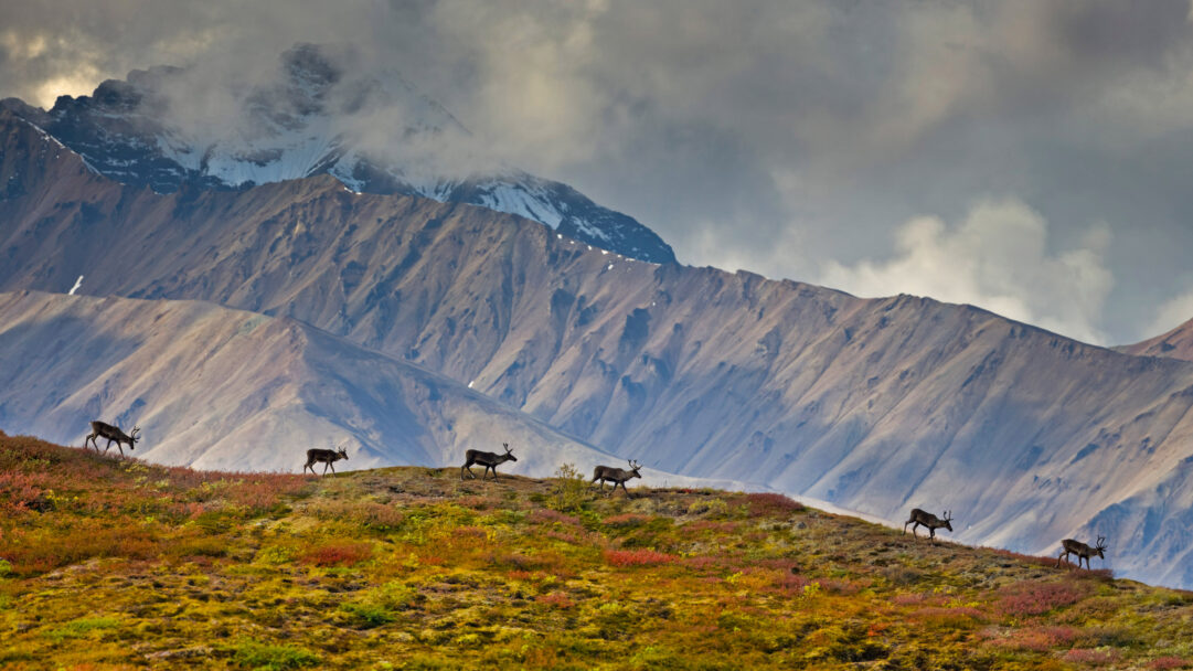 A breathtaking 4K wallpaper showcasing a line of caribou walking across a vibrant autumn tundra ridge in Denali National Park, Alaska. Majestic, snow-capped mountains shrouded in dramatic clouds rise behind the richly colored red and gold autumn foliage, setting a wild and serene mood.