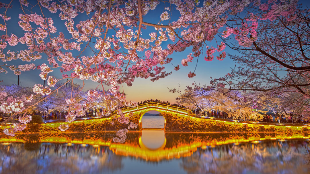 A radiant 4K wallpaper showcases a beautifully lit arched bridge on Lake Tai in Wuxi, China, at night, lined with visitors and framed by abundant cherry blossoms. Its golden lights and the surrounding illuminated cherry blossoms cast a vivid, symmetrical reflection on the tranquil lake, enhancing the magical twilight mood.