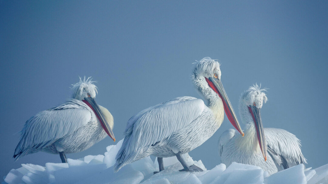 A striking 4K wallpaper depicting three majestic Dalmatian Pelicans standing on jagged ice floes on Lake Kerkini, Greece. Their shaggy white plumage and vibrant orange-red beaks create a stark contrast against the serene, cool blue tones of the ice and the hazy background, evoking a sense of quiet resilience in the wintry landscape.