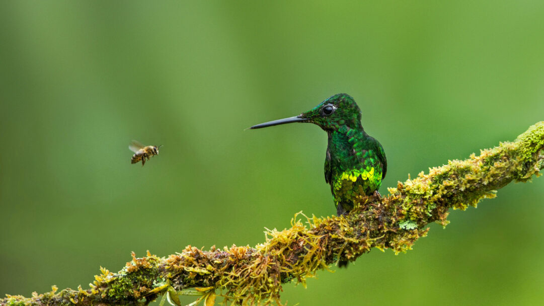 A mesmerizing 4K wallpaper showcases an Empress Brilliant Hummingbird perched on a mossy branch in Colombia, observing a bee mid-flight. The hummingbird's brilliant iridescent green plumage and the textured moss contrast beautifully with the softly blurred emerald backdrop, creating a moment of vibrant natural encounter.