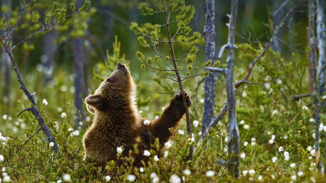 An enchanting 4K wallpaper capturing a young Eurasian Brown Bear cub standing on its hind legs, reaching towards a tree branch in a vibrant Taiga forest in Finland. Soft sunlight illuminates its richly textured brown fur amidst a lush ground cover dotted with delicate white cotton grass, creating a serene and playful wilderness scene.