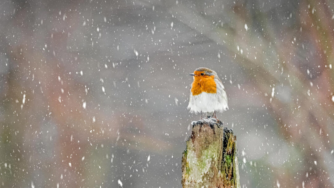 An exquisite 4K wallpaper capturing a European Robin perched on a weathered stump amidst a tranquil winter snowstorm in the Peak District National Park. Its vibrant orange breast provides a warm contrast against the gently falling white snow, conveying a serene yet resilient winter scene.