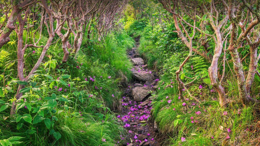 A serene 4K wallpaper showcases a narrow, rocky trail winding through the dense, green undergrowth of Pisgah National Forest, its path elegantly carpeted with fallen rhododendron petals. The vibrant purple-pink of the scattered petals creates a striking visual contrast against the earthy tones of the trail and the luminous emerald foliage, evoking a sense of tranquil, untouched beauty.