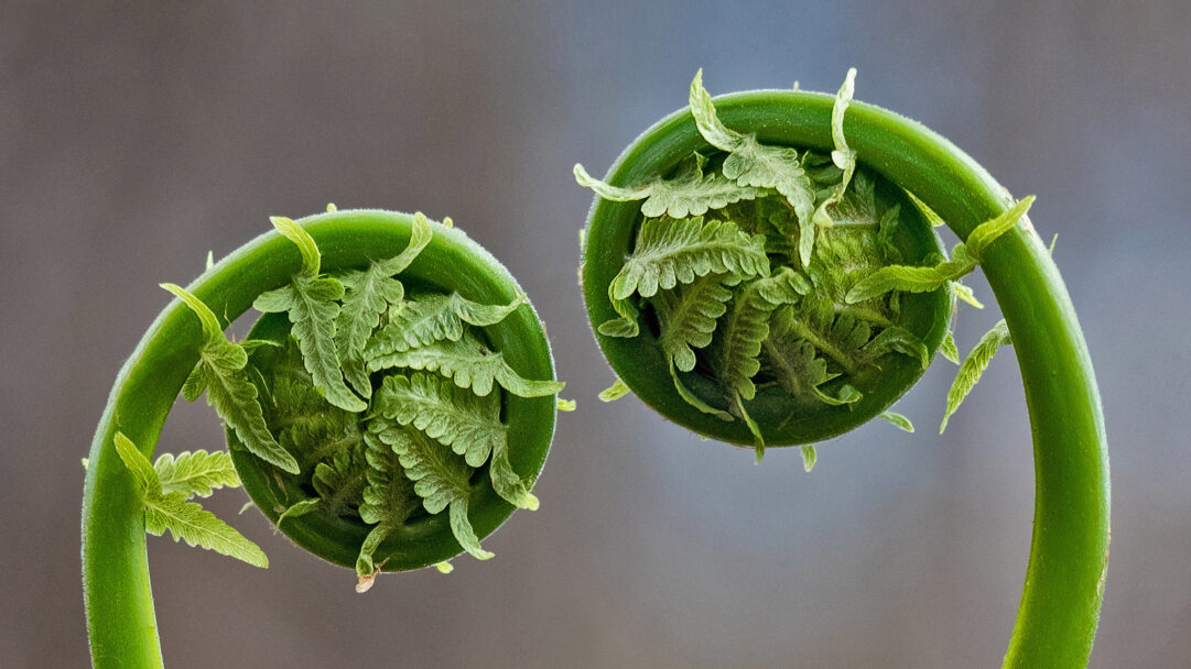A captivating 4K wallpaper showcases two freshly unfurling fiddlehead fern fronds from Quebec, Canada, symmetrically poised against a soft, muted background. The delicate, velvety texture of the tightly wound fronds and their brilliant emerald hue create a sense of burgeoning life and natural tranquility.