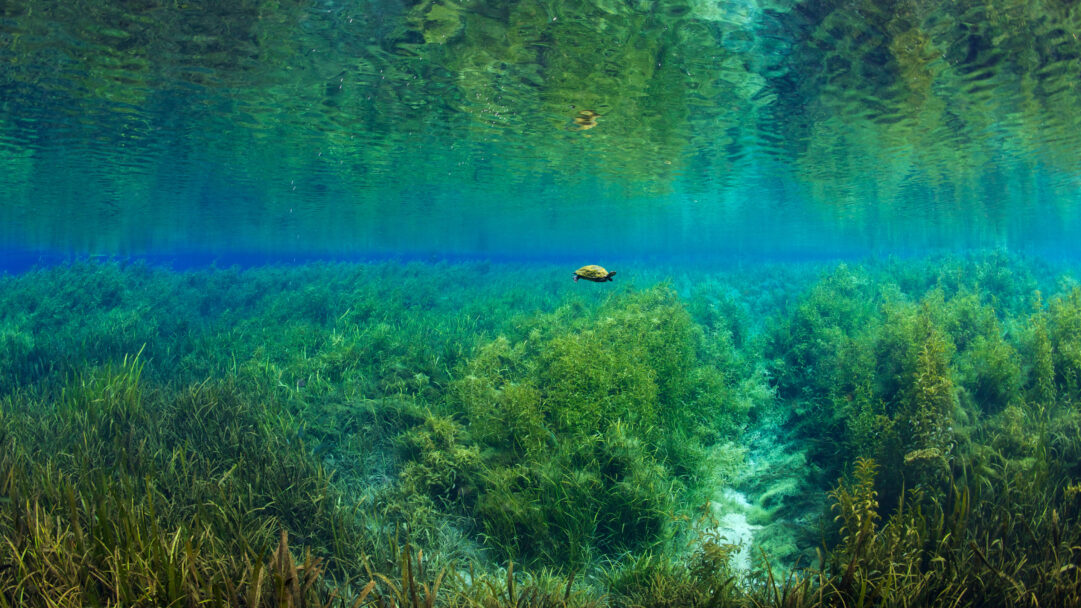 An immersive 4K wallpaper captures a Florida Red-bellied Turtle swimming gracefully through the crystal-clear, verdant waters of Rainbow Springs. Sunlight filters down, illuminating the rich tapestry of green aquatic plants and the turtle's distinctive shell, creating a tranquil, vibrant underwater world.