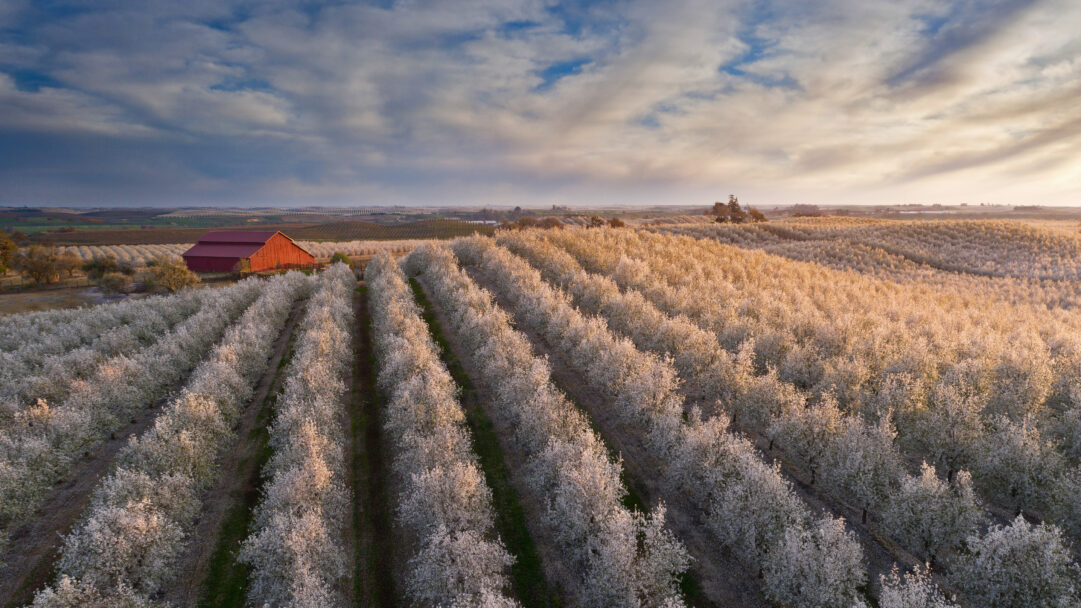 An expansive 4K wallpaper reveals an immense flowering almond orchard stretching across the California Central Valley, with a vibrant red barn nestled among the white blossoms. Golden hour light bathes the distant trees in warm hues, contrasting beautifully with the deep red structure and the dramatic cloud-streaked sky.