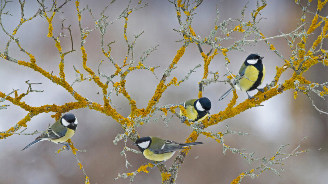 An enchanting 4K wallpaper presents four Great Tits perched on gnarled winter branches in France. Their vibrant yellow and black plumage creates a striking contrast against the branches thickly covered with brilliant yellow and pale green lichen, hinting at a lively ecosystem even in the cold.