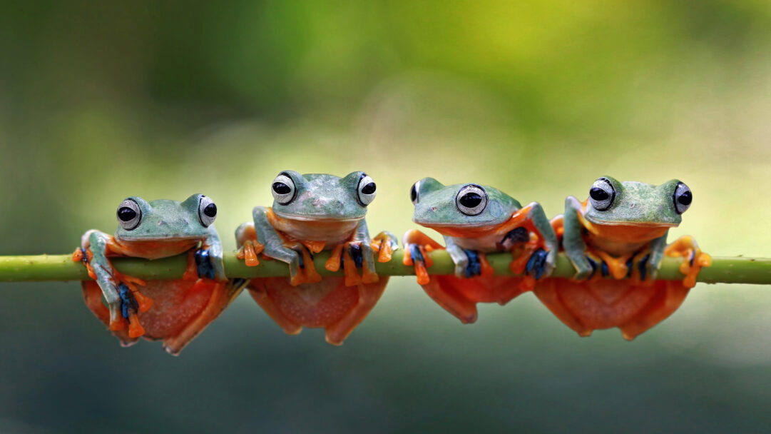 A captivating 4K wallpaper features four Javan Tree Frogs, each with bright green skin and large black eyes, lined up horizontally on a single vibrant green stalk within their natural Indonesian habitat. Their luminous orange bellies and blue-tinged limbs provide a striking contrast against the blurred verdant background, creating a whimsical and peaceful mood.