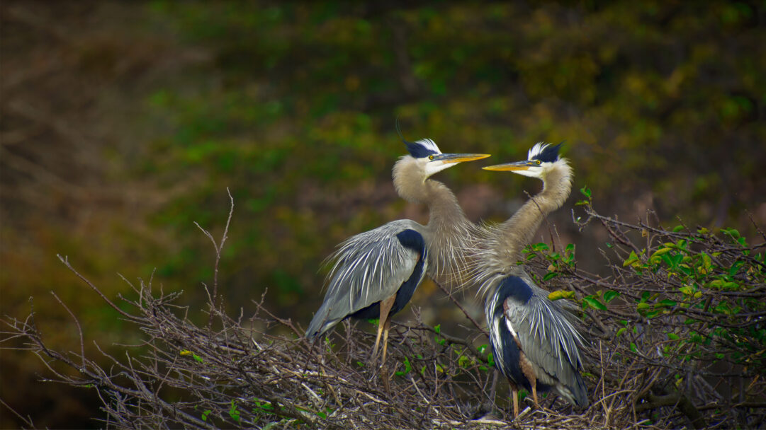 A serene 4K wallpaper capturing two majestic Great Blue Herons diligently nesting with their fluffy chick nestled within a complex arrangement of branches and green foliage. Their elegant blue-gray feathers contrast with the rustic nest as the adult birds gently face each other, hinting at the protective care for the tiny new life hidden amongst the sticks.