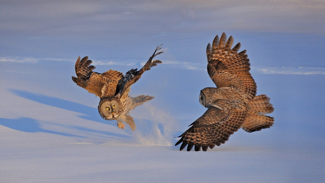 A dramatic 4K wallpaper captures two magnificent Great Gray Owls in mid-flight over a pristine snowfield in Montreal, Canada. Warm sunlight dramatically highlights their textured feathers and the flurry of snow disturbed by one owl's intense, downward swoop, set against the serene blue tones of the snowy plains.