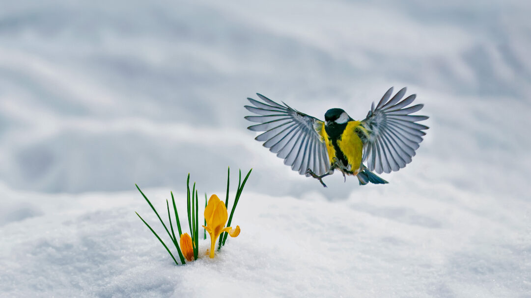A captivating 4K wallpaper of a Great Tit in full flight, gracefully soaring above bright yellow crocuses nestled in fresh white snow. The vivid yellow of the bird and flowers sharply contrasts with the pristine white snow, evoking a sense of vibrant life emerging amidst winter's calm.