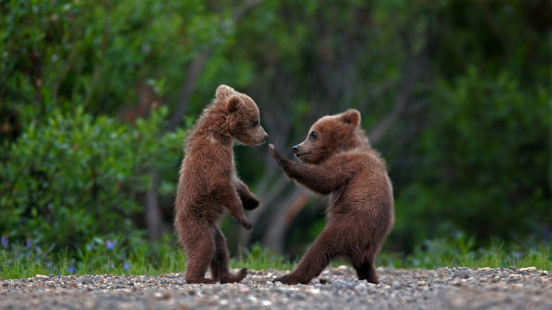 A heartwarming 4K wallpaper presents two grizzly bear cub siblings engaged in playful interaction on a gravel path within Denali National Park. Their soft brown fur stands out against the blurred green foliage, as one cub stands on its hind legs playfully reaching out to its sibling, creating a moment of pure, wild joy.