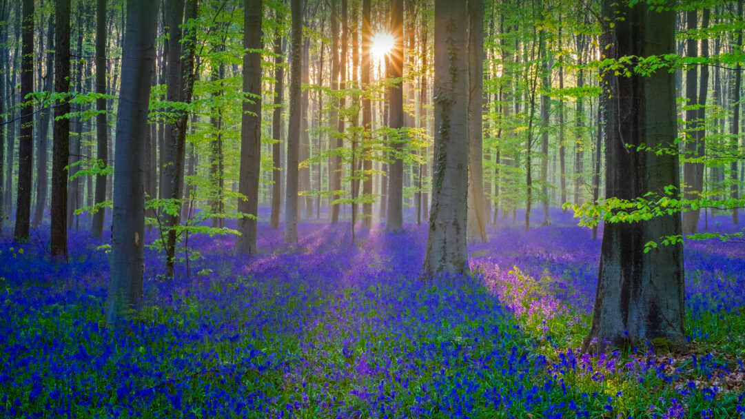 An enchanting 4K wallpaper capturing Hallerbos Forest at sunrise, with its floor blanketed in a magnificent bluebell carpet under towering trees. The early morning sun bursts through the tall, slender trees, casting a vibrant golden glow that illuminates the delicate blue-purple blossoms and evokes a serene, dreamlike atmosphere.