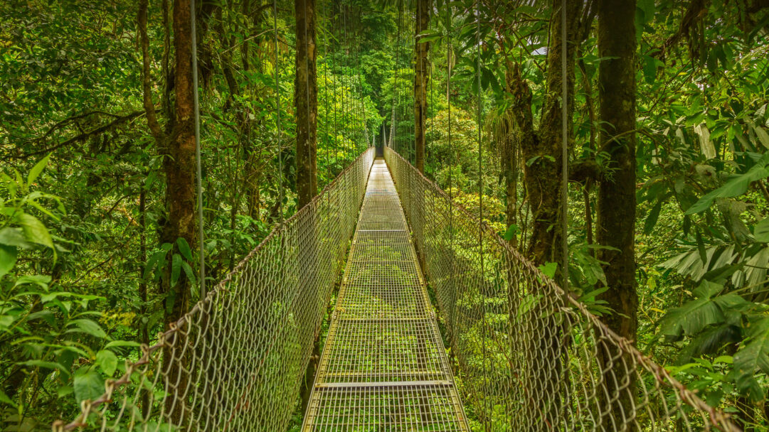 A captivating 4K wallpaper showcasing a long, narrow hanging bridge stretching into the lush, emerald depths of the Monteverde Cloud Forest Reserve. The metal grid pathway is framed by towering moss-laden trees, with dappled sunlight filtering through the vibrant canopy to create an inviting, immersive natural experience.
