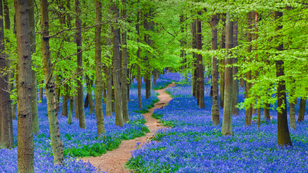 An enchanting 4K wallpaper depicts a winding path meandering through a vibrant bluebell forest in Hertfordshire. The path leads deep into the woodland, flanked by an intense sea of violet-blue flowers under a canopy of fresh green leaves, evoking a sense of tranquil beauty.