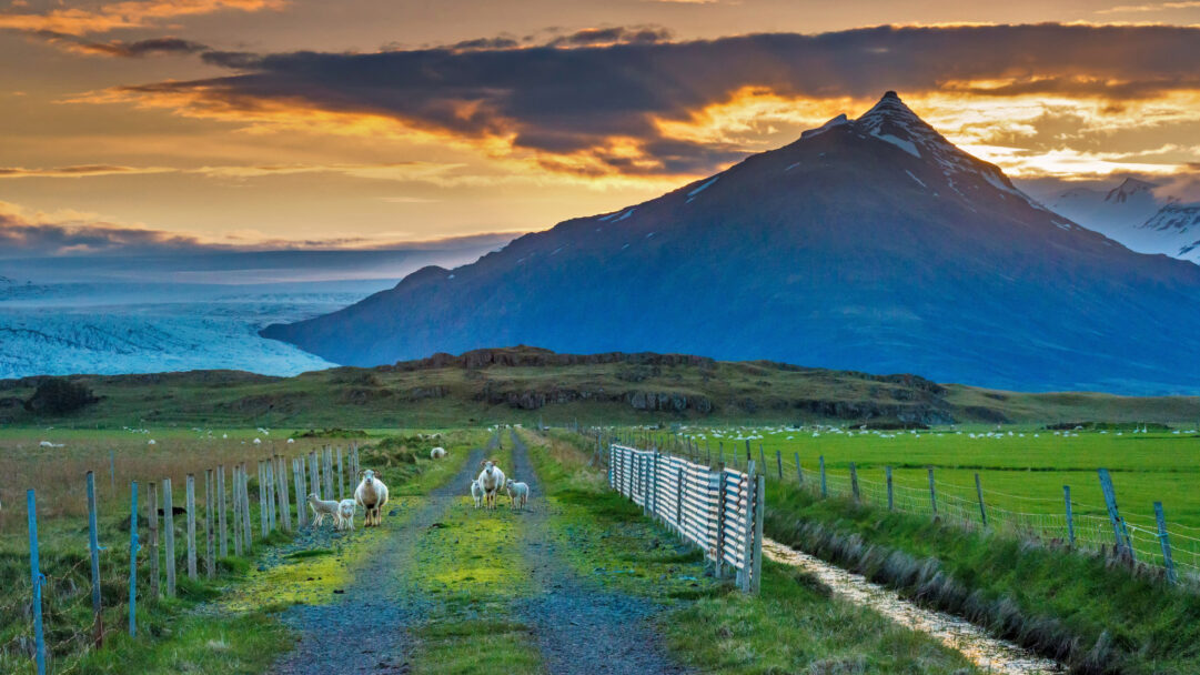A captivating 4K wallpaper of several Icelandic sheep and their lambs on a verdant roadside path, leading towards a massive glacier and a towering mountain. The sky above bursts with golden and orange sunset clouds, dramatically contrasting with the cool blue tones of the distant glacier and mountain, creating a serene and majestic Icelandic landscape.