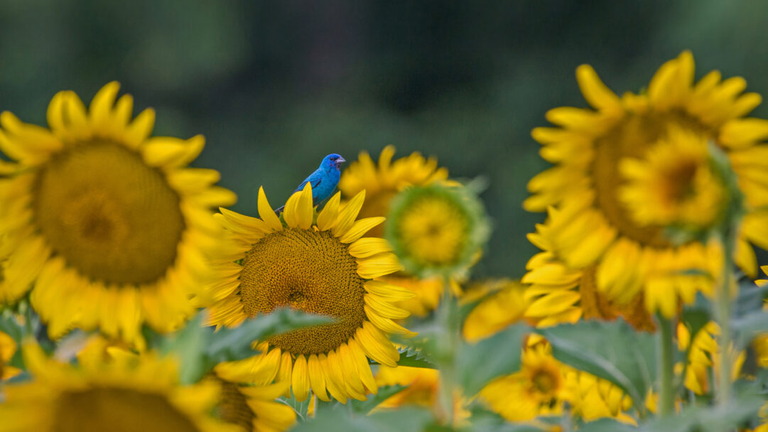 A captivating 4K wallpaper featuring an Indigo Bunting perched atop a vibrant sunflower head, surrounded by a field of blooming sunflowers. Its brilliant indigo plumage vividly contrasts with the rich golden-yellow petals and dark green foliage, creating a harmonious and striking natural tableau.