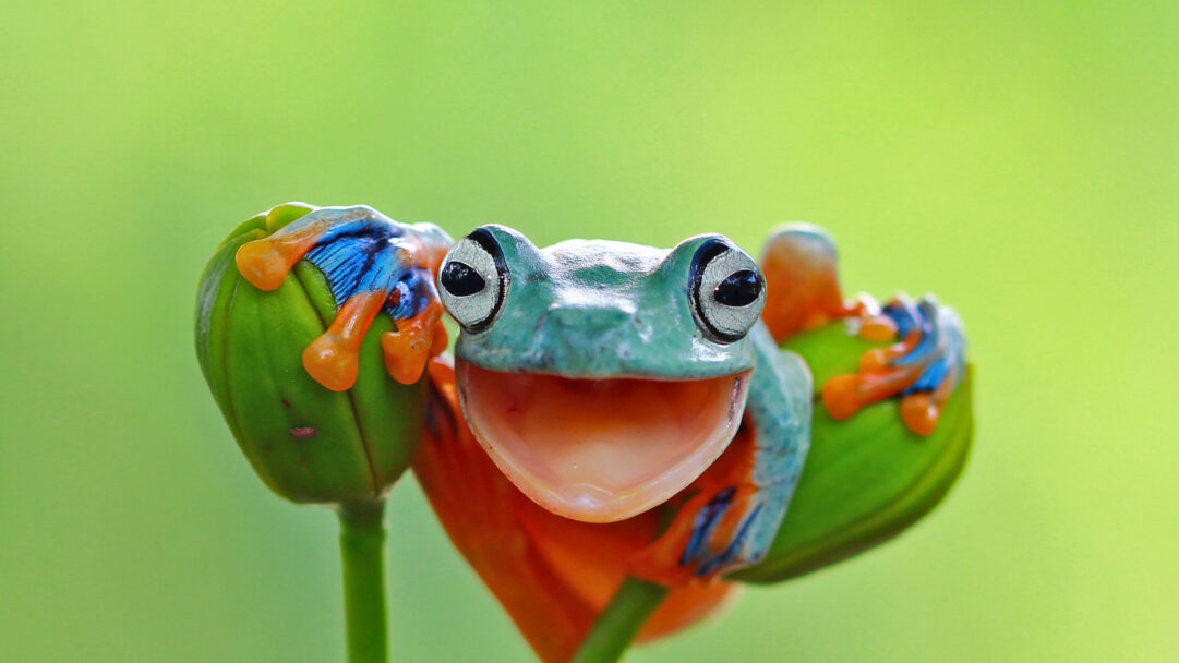 A joyful 4K wallpaper showcasing a Javan Tree Frog with a broad, infectious smile, perched squarely atop two unopened green flower buds. Its vivid green body, bright orange feet, and striking blue webbing contrast beautifully with the soft lime green background, creating a charming and vibrant scene from Indonesia.