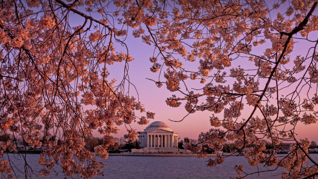 A serene 4K wallpaper showcasing the Jefferson Memorial standing grandly across the calm waters of the Tidal Basin in Washington DC. The scene is beautifully framed by luminous pink cherry blossoms, glowing warmly against the soft, gradient hues of a twilight sky, creating a peaceful and picturesque festival atmosphere.