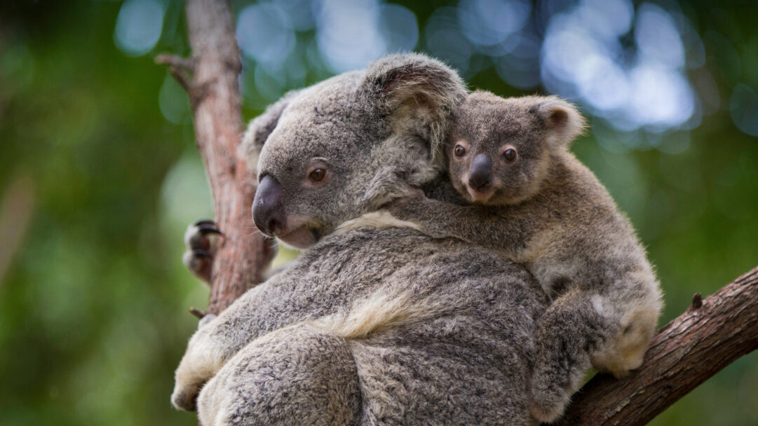 An endearing 4K wallpaper capturing a koala mother and her joey perched securely on a tree branch in Queensland, Australia. The joey’s sweet, curious gaze directly at the viewer, nestled against its mother’s textured grey fur, conveys a tender moment of natural connection amidst the soft, blurred Australian greenery.